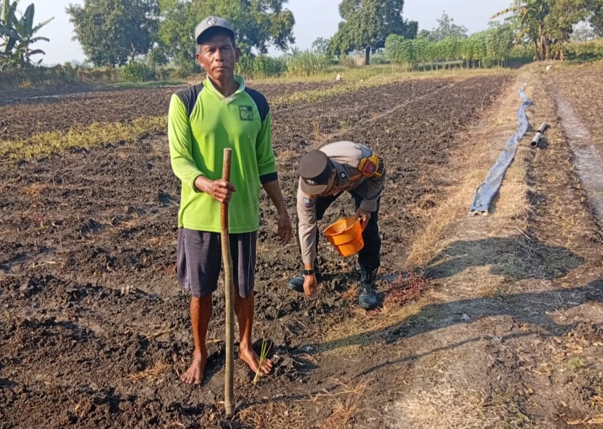 Polsek Kudu Lakukan Pendampingan Penanaman Benih Jagung Bantuan Dinas Pertanian melalui Polres Jombang
